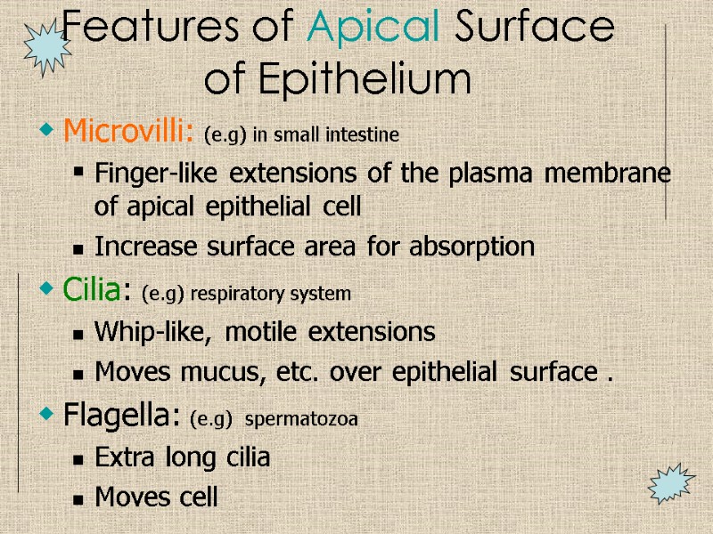 Features of Apical Surface of Epithelium Microvilli: (e.g) in small intestine Finger-like extensions of